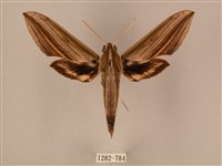 藏品(棕綠背線天蛾)的圖片