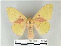 藏品(青枯葉蛾)的圖片