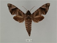 藏品(半緣缺角天蛾)的圖片