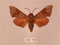 藏品(楓天蛾)的圖片