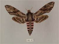 藏品(蝦殼天蛾)的圖片