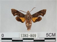 藏品(三角凹緣天蛾)的圖片