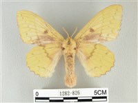 藏品(青枯葉蛾)的圖片