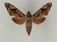 藏品(全緣缺角天蛾)的圖片