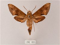 藏品(臺灣白肩天蛾)的圖片