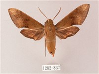 藏品(臺灣白肩天蛾)的圖片