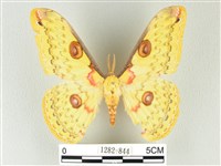 藏品(黃豹天蠶蛾)的圖片