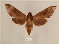 藏品(背中白天蛾)的圖片