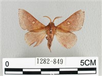 藏品(月斑枯葉蛾)的圖片