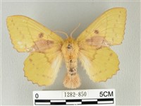 藏品(青枯葉蛾)的圖片