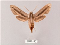 藏品(單斜紋天蛾)的圖片