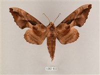 藏品(盾天蛾)的圖片