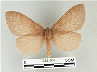 藏品(波紋枯葉蛾)的圖片