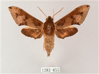 藏品(雙斑白肩天蛾)的圖片