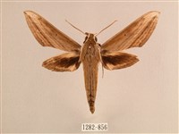 藏品(背線天蛾)的圖片