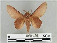 藏品(臺灣枯葉蛾)的圖片