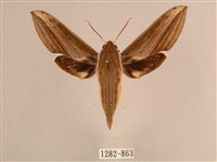 藏品(背線天蛾)的圖片