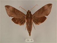 藏品(背中白天蛾)的圖片