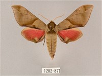 藏品(榆綠天蛾)的圖片