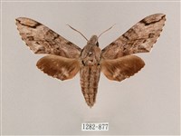 藏品(細斜紋霜天蛾)的圖片