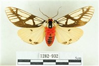 藏品(乳白斑燈蛾)的圖片