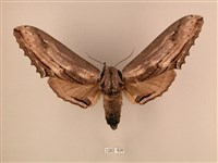 藏品(臺灣鋸翅天蛾)的圖片