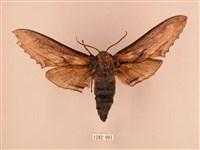 藏品(臺灣鋸翅天蛾)的圖片