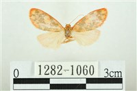 藏品(三色豔苔蛾)的圖片