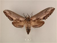 藏品(臺灣鋸翅天蛾)的圖片