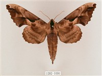 藏品(盾天蛾)的圖片