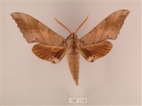 藏品(栗六點天蛾)的圖片