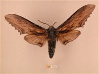 藏品(臺灣鋸翅天蛾)的圖片