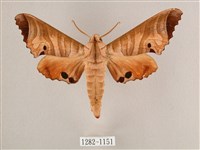 藏品(黑角六點天蛾)的圖片