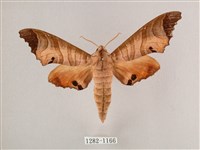 藏品(黑角六點天蛾)的圖片