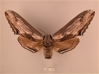 藏品(臺灣鋸翅天蛾)的圖片