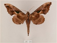 藏品(盾天蛾)的圖片