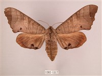 藏品(椴六點天蛾)的圖片