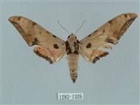 藏品(廣東鷹翅天蛾)的圖片