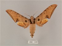 藏品(裂斑鷹翅天蛾)的圖片