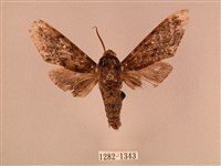 藏品(白星天蛾)的圖片