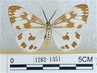 藏品(粉蝶燈蛾)的圖片