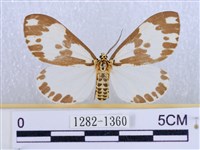 藏品(後凸蝶燈蛾)的圖片