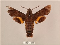 藏品(波斑長喙天蛾)的圖片