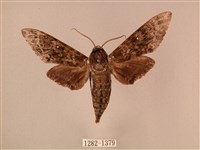 藏品(白星天蛾)的圖片