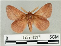 藏品(褐斜帶枯葉蛾)的圖片