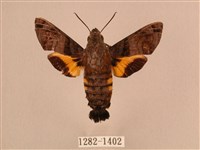 藏品(叉帶長喙天蛾)的圖片