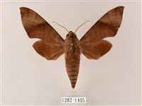 藏品(臺灣缺角天蛾)的圖片