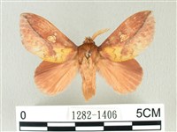 藏品(竹黃斜帶枯葉蛾)的圖片