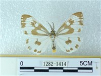 藏品(粉蝶燈蛾)的圖片