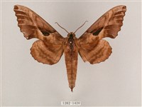 藏品(盾天蛾)的圖片